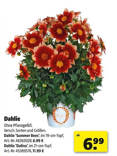 Dahlie 'Summer Bees' im 19-cm-Topf und Dahlie 'Dalina' im 21-cm-Topf