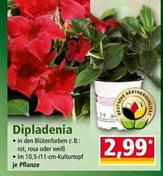 Dipladenia - Farbenfrohe Pflanzen für Ihr Zuhause