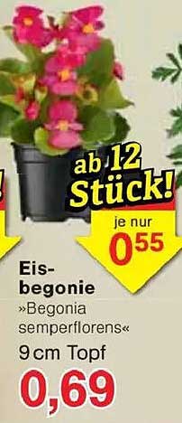 Eisbegonie »Begonia semperflorens« 9 cm Topf