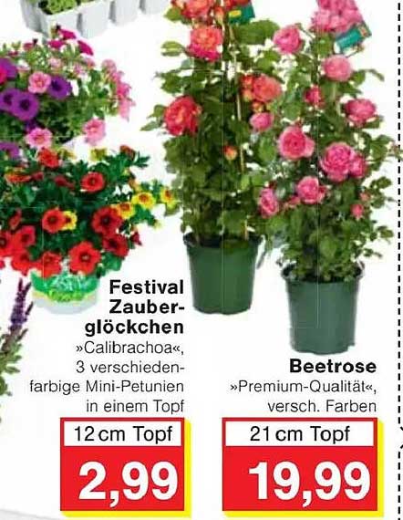 Festival Zauberglöckchen »Calibrachoa«, 3 verschiedenenfarbige Mini-Petunien in einem Topf