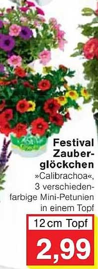 Festival Zauberglöckchen »Calibrachoa«, 3 verschiedenfarbige Mini-Petunien in einem Topf