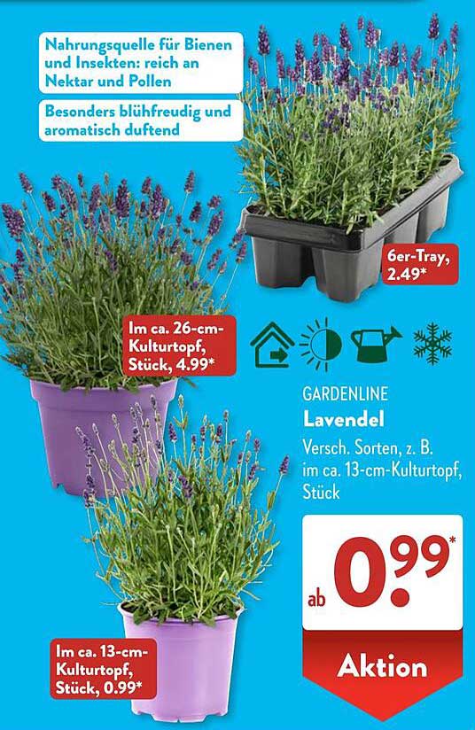 GARDENLINE Lavendel im 13-cm- und 26-cm-Kulturtopf
