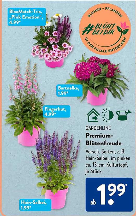 GARDENLINE Premium-Blütenfreude - Verschiedene Sorten, z. B. Hain-Salbei, im pinken 13-cm-Kulturtopf, je Stück