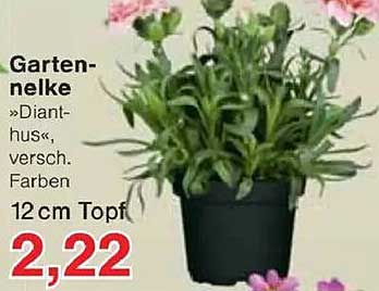Gartennelke »Dianthus«, verschiedenfarbig, 12 cm Topf