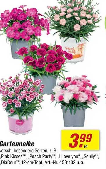 Gartennelke – Verschiedene besondere Sorten, z. B. 'Pink Kisses', 'Peach Party', 'I Love you', 'Scully'