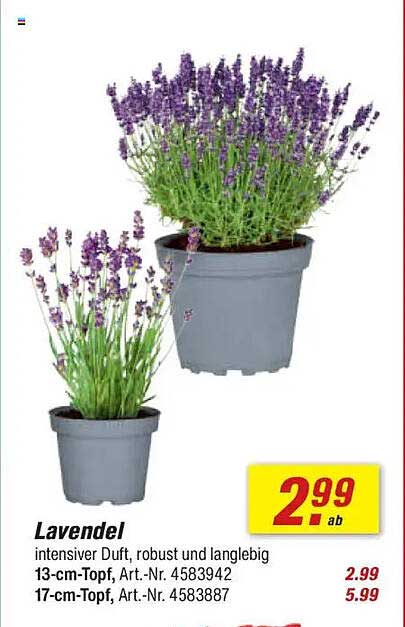 Lavendel – intensiver Duft, robust und langlebig