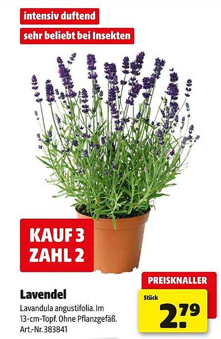 Lavendel - Kauf 3, Zahl 2!