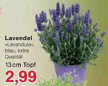 Lavendel »Lavandula«, blau, extra Qualität 13 cm Topf