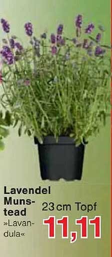 Lavendel Munstead 23 cm Topf »Lavandula«