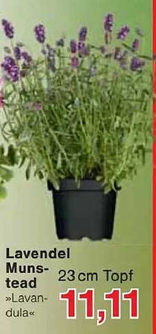 Lavendel Munstead 23cm Topf »Lavandula«
