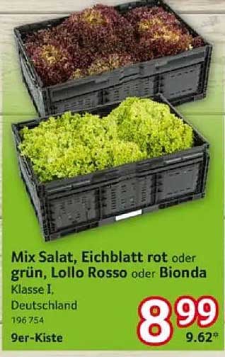 Mix Salat, Eichblatt rot oder grün, Lollo Rosso oder Bionda Klasse I