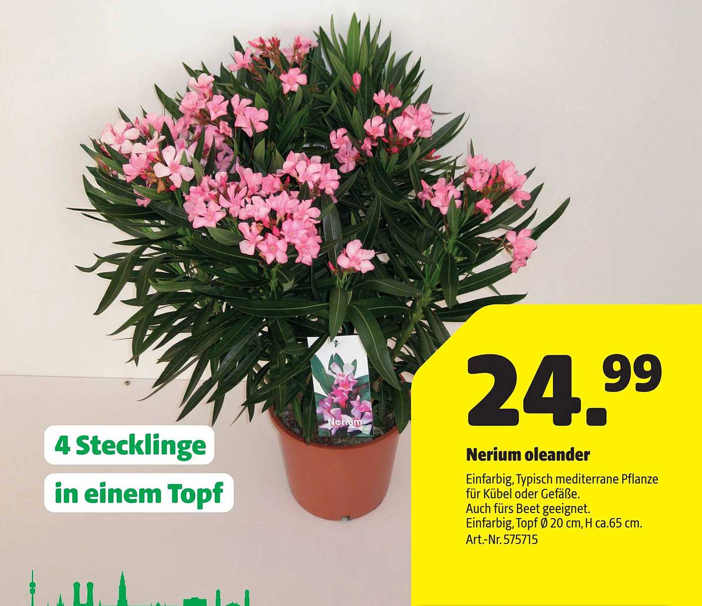Nerium oleander - 4 Stecklinge in einem Topf