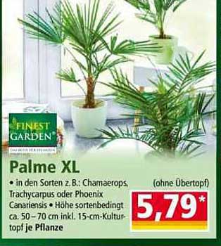 Palme XL - in den Sorten z.B. Chamaerops, Trachycarpus oder Phoenix Canariensis