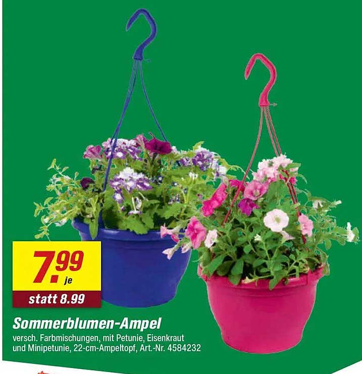 Sommerblumen-Ampel versch. Farbmischungen, mit Petunie, Eisenkraut und Minipetunie, 22-cm-Ampeltopf, Art.-Nr. 4584232