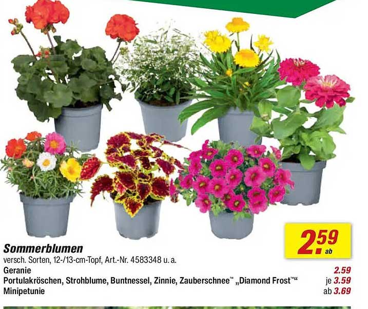 Sommerblumen - verschiedene Sorten im 12/13 cm Topf