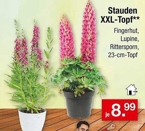 Staudens XXL-Topf - Fingerhut, Lupine, Rittersporn, 23-cm-Topf