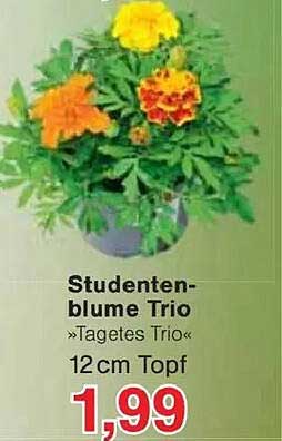 Studentenblume Trio »Tagetes Trio« 12cm Topf