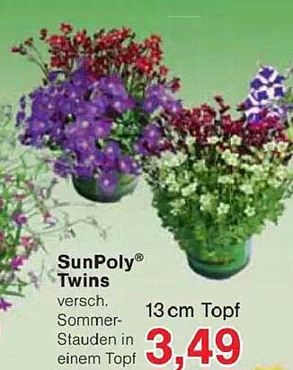 SunPoly® Twins – verschiedene Sommerstauden in einem Topf
