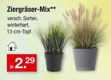 Ziergräser-Mix - Verschiedene Sorten, winterhart, 13-cm-Topf
