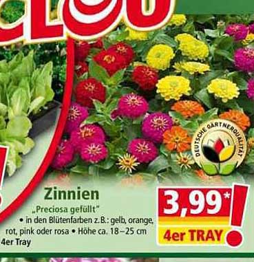 Zinnien 'Preciosa gefüllt' 4er Tray