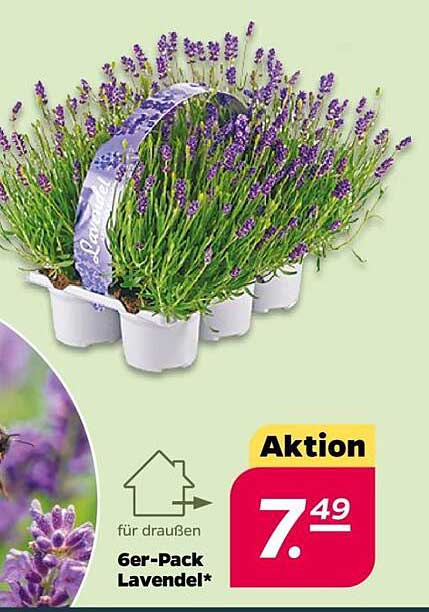 6er-Pack Lavendel