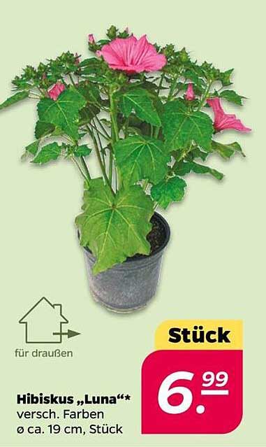 Hibiskus „Luna“ – Verschiedene Farben, Ø ca. 19 cm, Stück