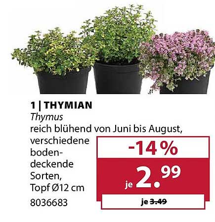 1 | THYMIAN