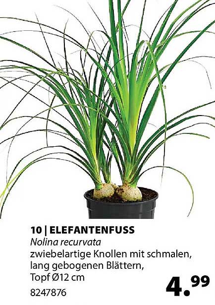 10 | ELEFANTENFUSS