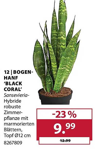 12 | BOGEN-HANF 'BLACK CORAL'