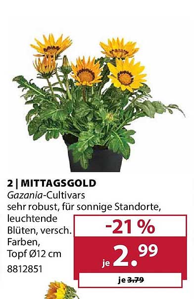 2 | MITTAGSGOLD Gazania-Cultivars