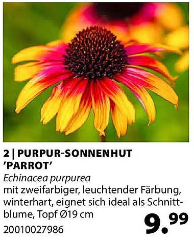 2 | PURPUR-SONNENHUT 'PARROT'