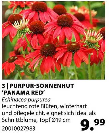 3 | PURPUR-SONNENHUT 'PANAMA RED'