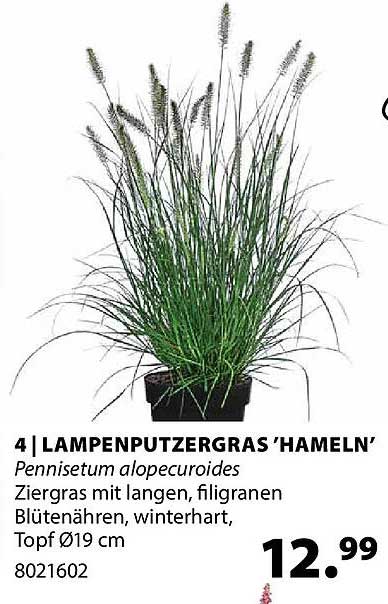 4 | LAMPENPUTZERGRAS ‘HAMELN’