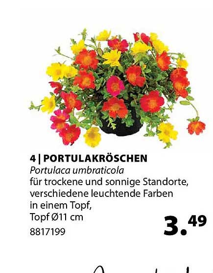 4 | PORTULAKRÖSCHEN