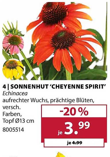 4 | SONNENHUT 'CHEYENNE SPIRIT'