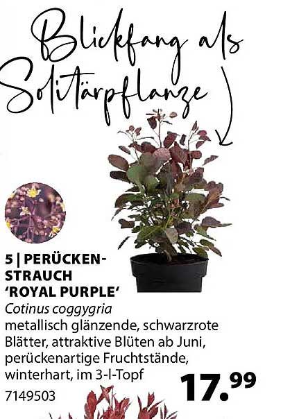 5 | PERÜCKEN-STRAUCH 'ROYAL PURPLE'
