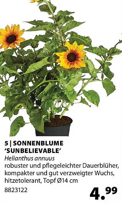 5 | SONNENBLUME 'SUNBELIEVABLE'