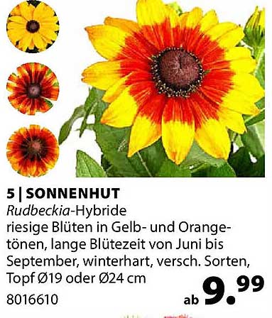 5 | SONNENHUT