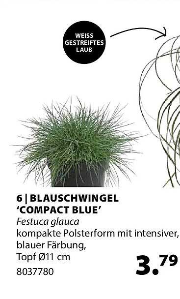 6 | BLAUSCHWINGEL 'COMPACT BLUE'