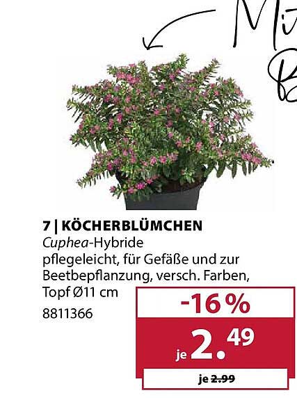 7 | KÖCHERBLÜMCHEN