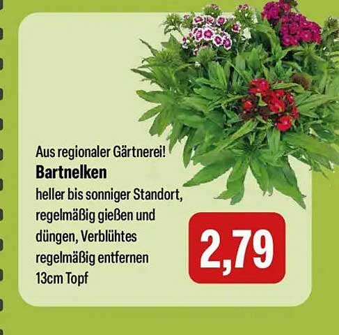 Aus regionaler Gärtnerei! Bartnelken heller bis sonniger Standort, regelmäßig gießen und düngen, Verblühtes regelmäßig entfernen 13cm Topf
