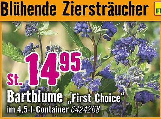 Bartblume „First Choice“ im 4,5-l-Container 6424268