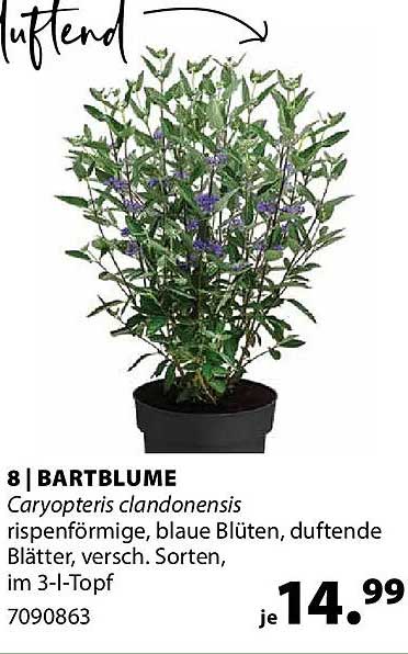 BARTBLUME