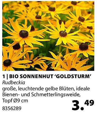 BIO SONNENHUT ‘GOLDSTURM’