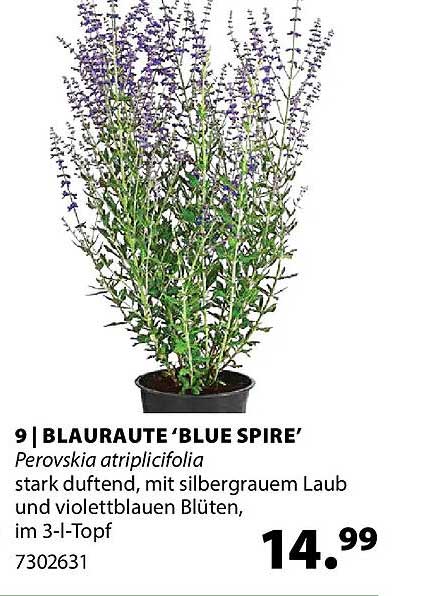 BLAURAUTE 'BLUE SPIRE'
