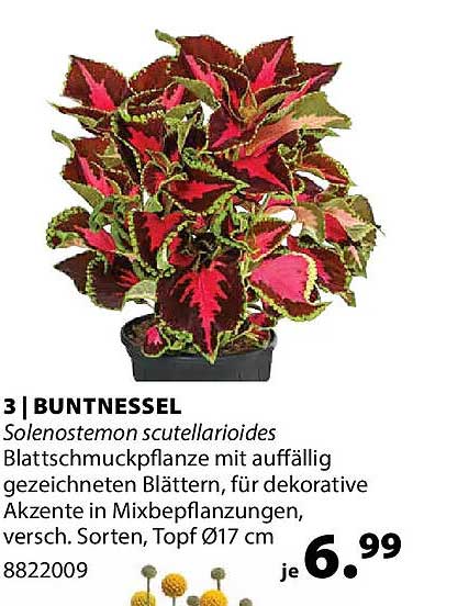 BUNTNESSEL