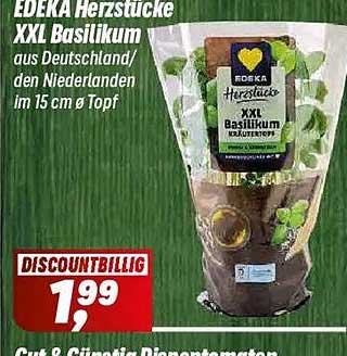 EDEKA Herzstücke XXL Basilikum aus Deutschland/den Niederlanden im 15 cm Ø Topf