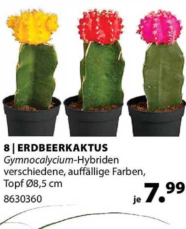 ERDBEEKAKTUS