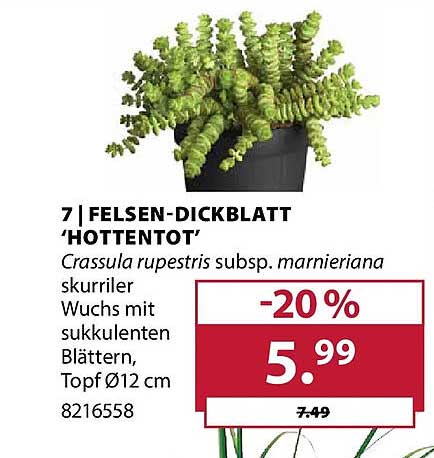 FELSEN-DICKBLATT 'HOTTENTOT'