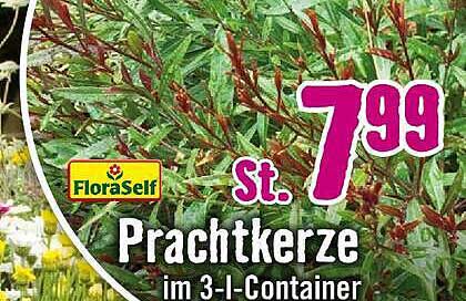 FloraSelf Prachtkerze im 3-l-Container